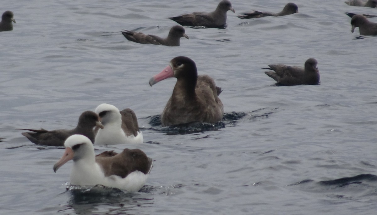 Short-tailed Albatross - ML108286231