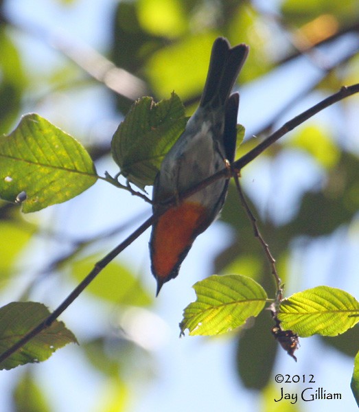 Flame-throated Warbler - Jay Gilliam