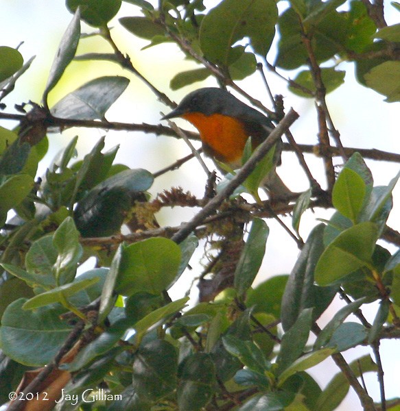 Flame-throated Warbler - Jay Gilliam