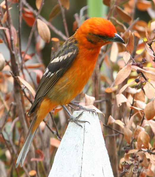 Flame-colored Tanager - Jay Gilliam