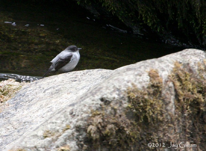 Torrent Tyrannulet - Jay Gilliam