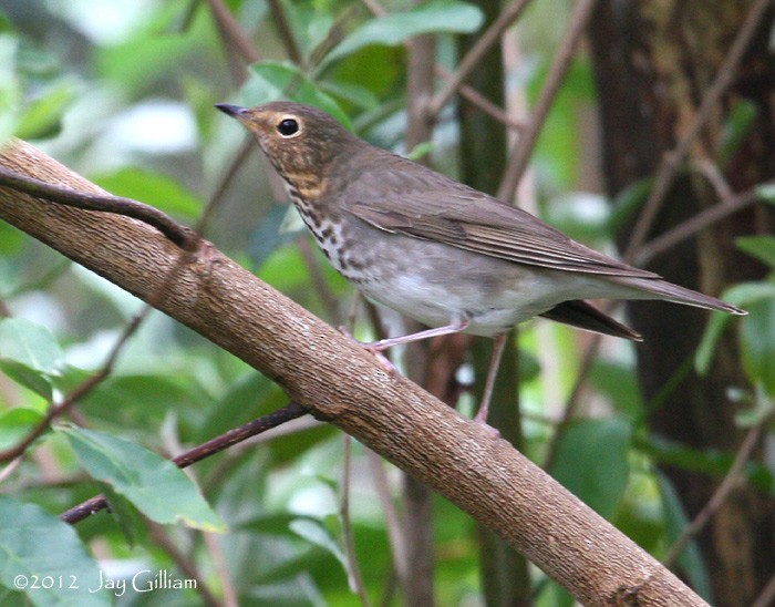 Swainson's Thrush - ML108287741