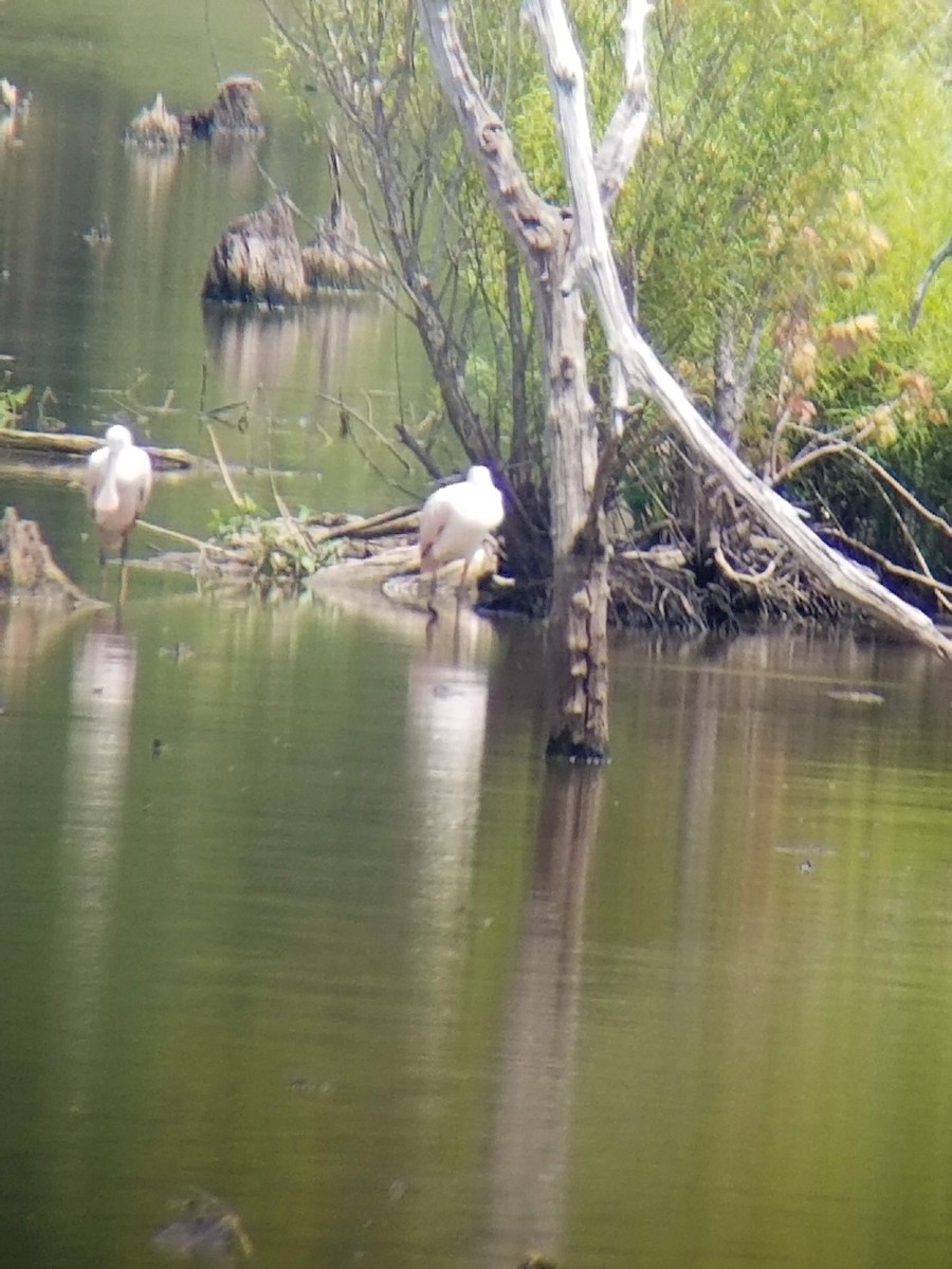 Roseate Spoonbill - ML108289671