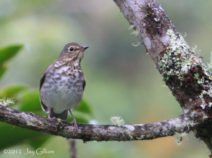 Swainson's Thrush - ML108289831