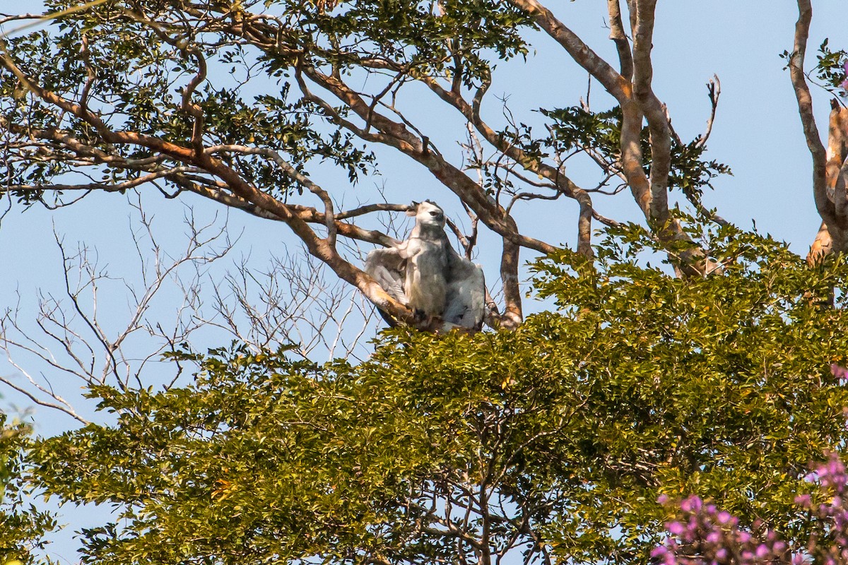 Harpy Eagle - ML108291831