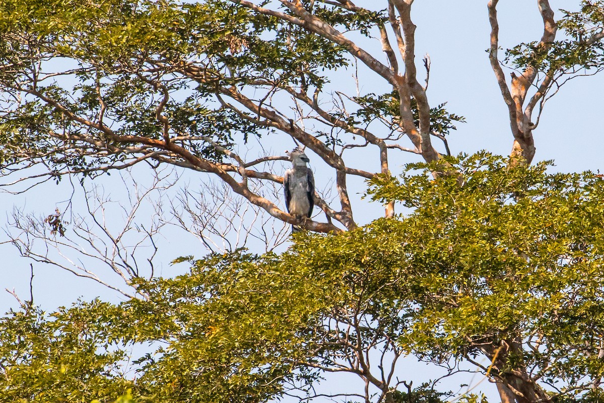 Harpy Eagle - graichen & recer