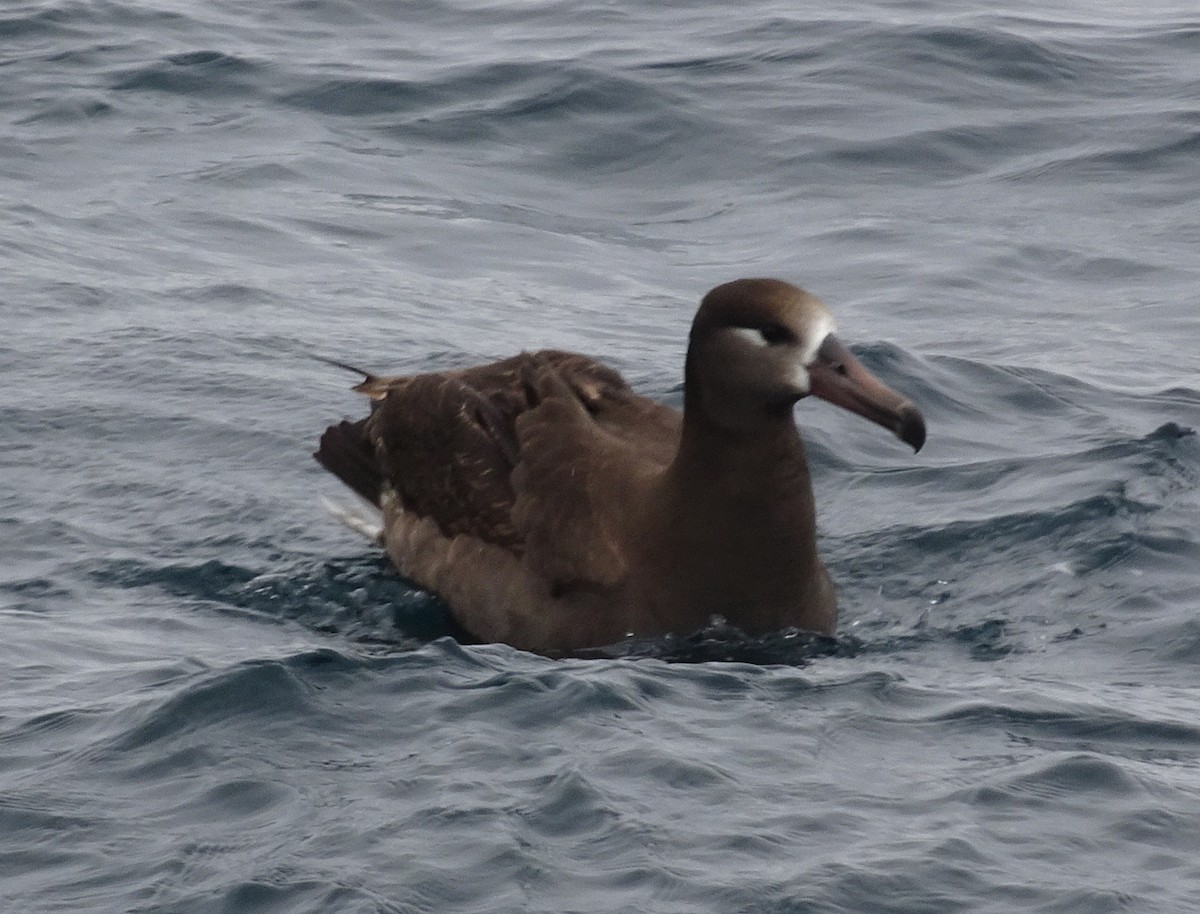 Black-footed Albatross - ML108292411