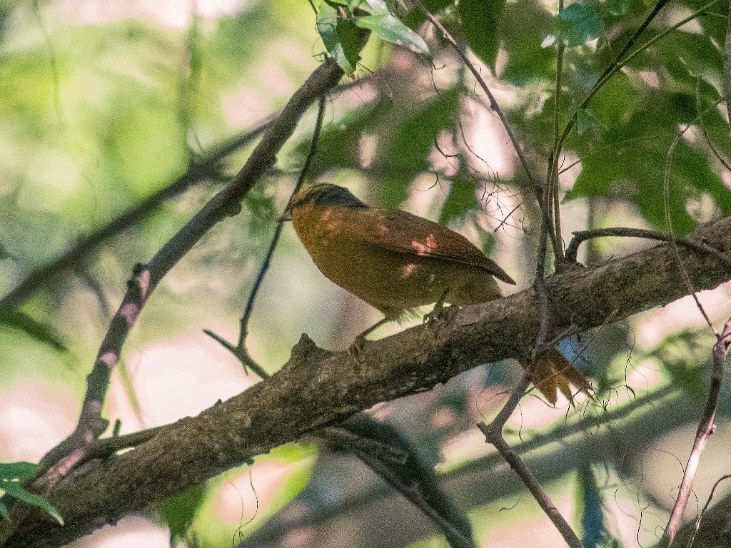 Buff-fronted Foliage-gleaner - ML108296661