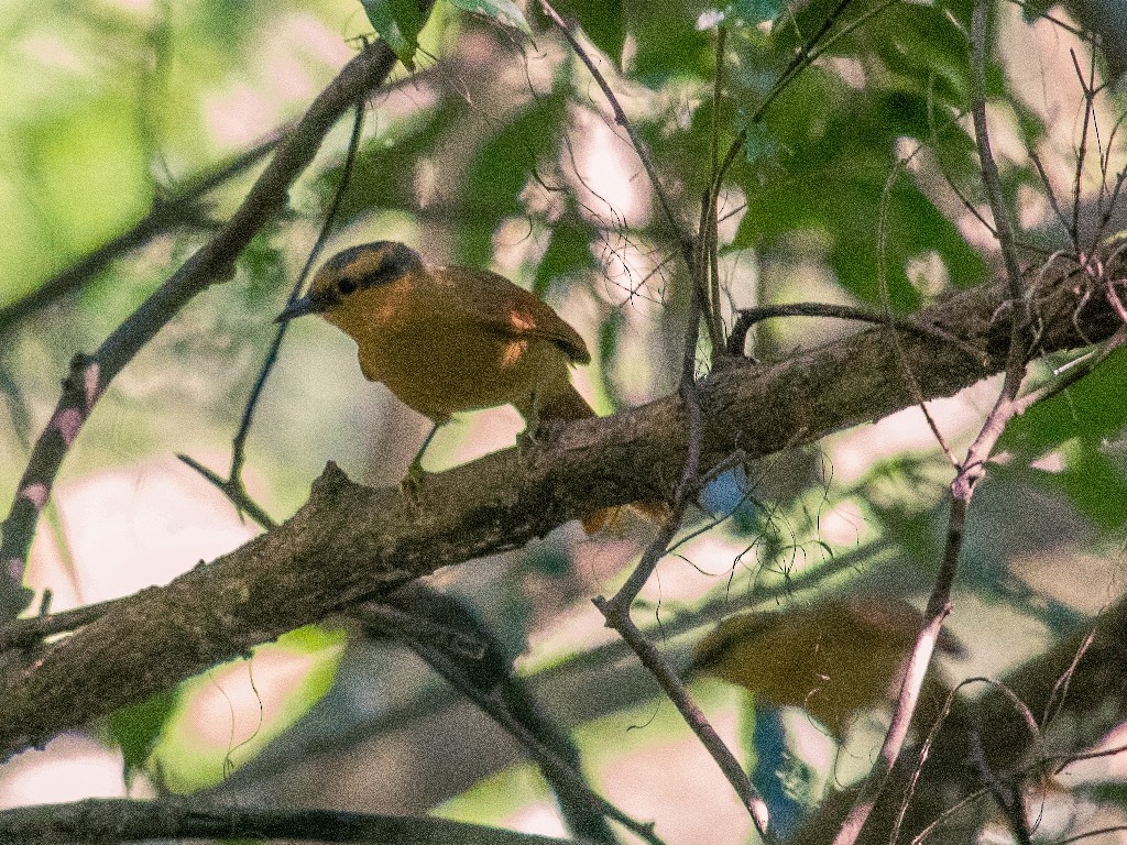 Buff-fronted Foliage-gleaner - ML108296681