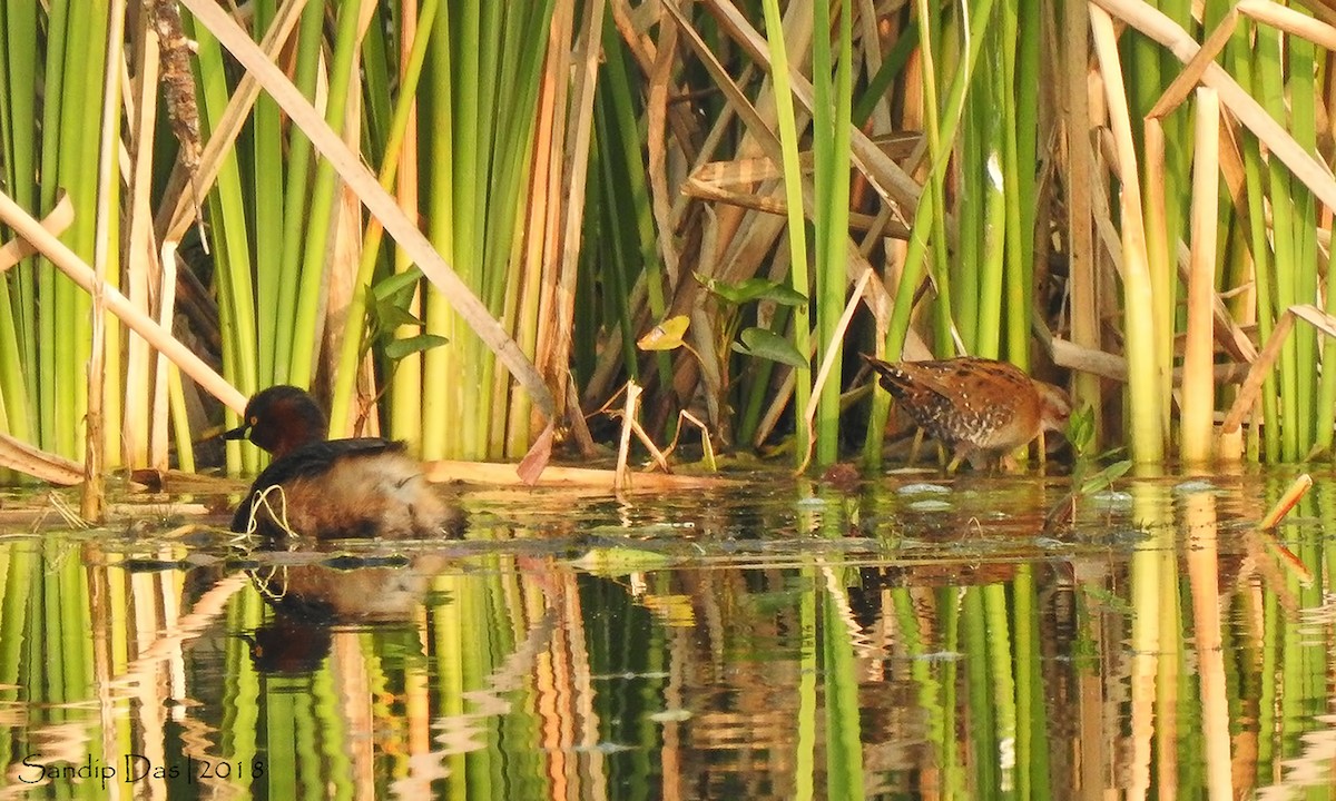 Baillon's Crake - Sandip Das