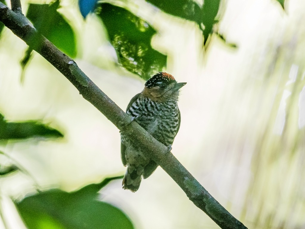 Ochre-collared Piculet - ML108296791