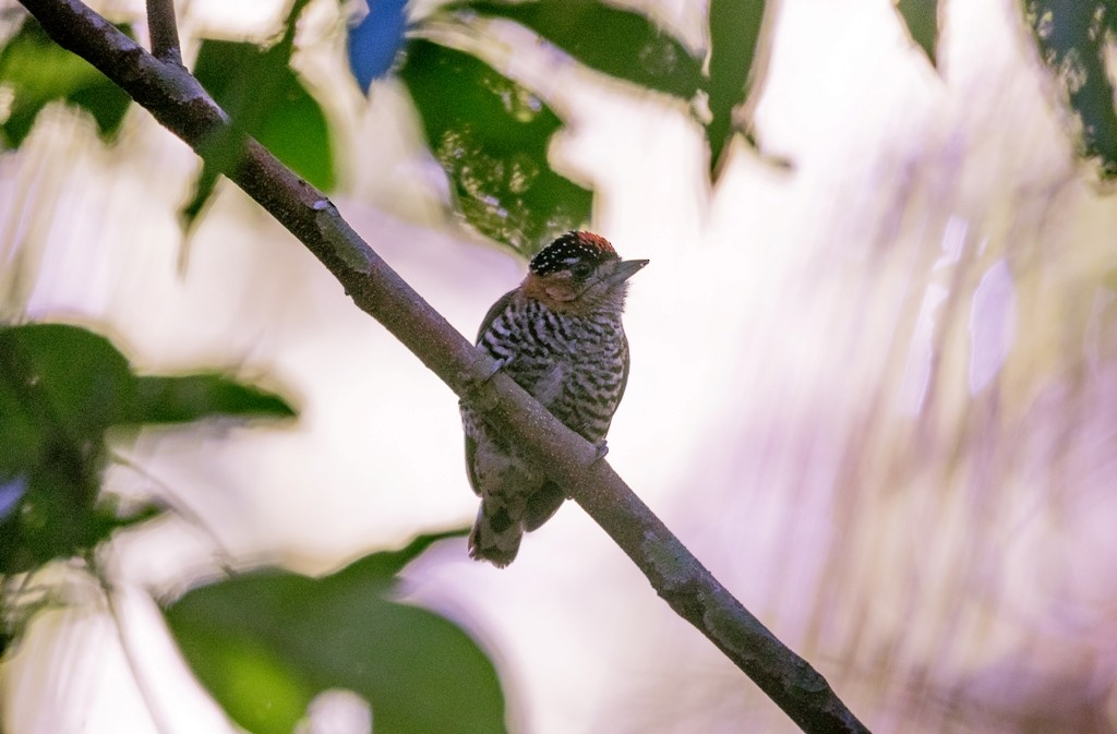 Ochre-collared Piculet - ML108296801