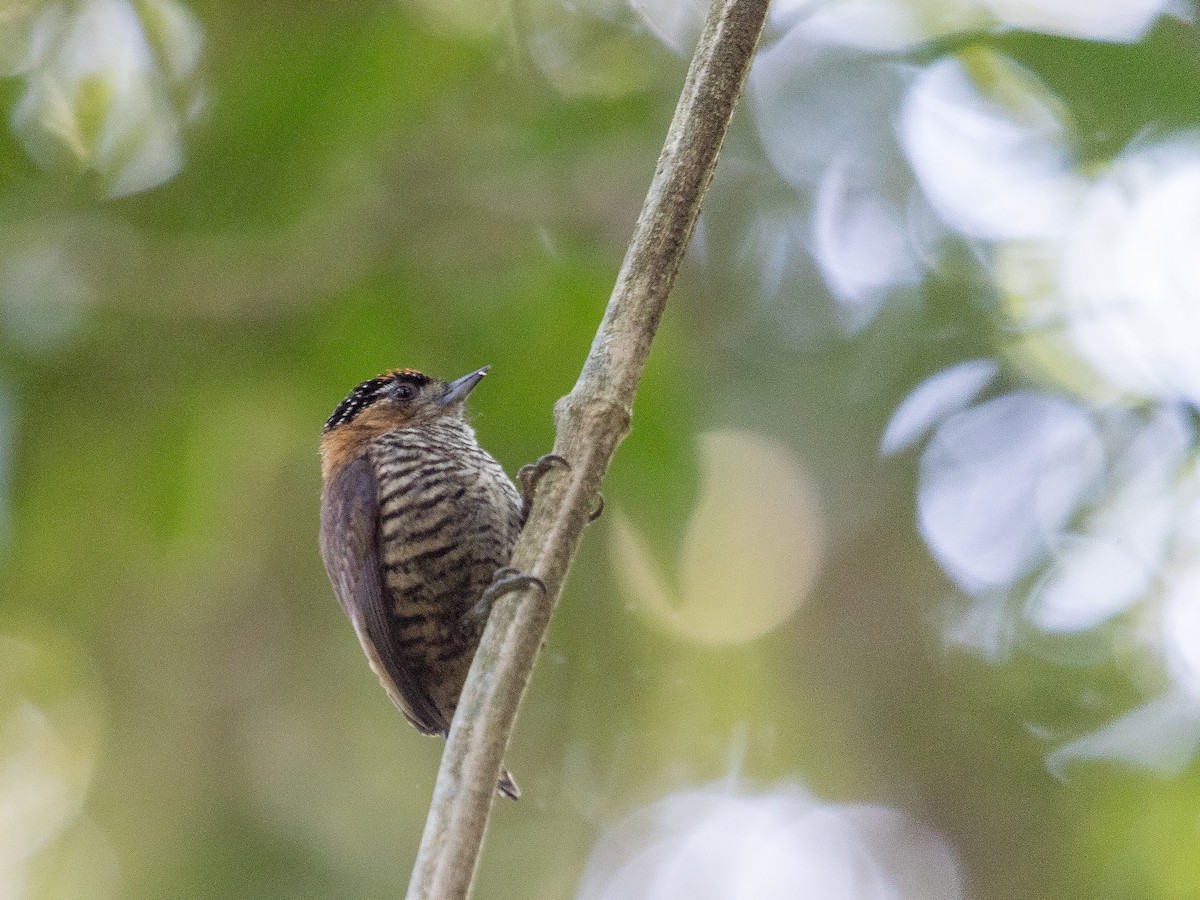 Ochre-collared Piculet - ML108297081