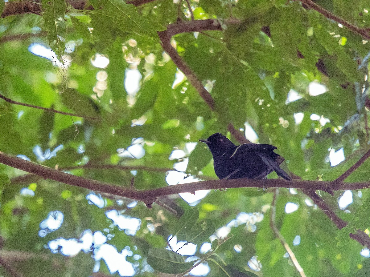 Weißbinden-Ameisenvogel - ML108297141