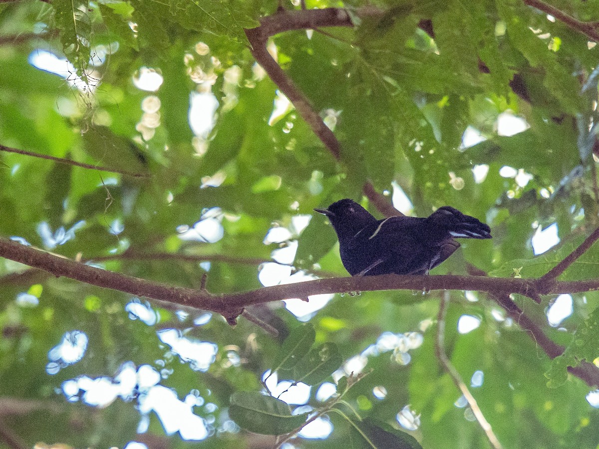 White-shouldered Fire-eye - ML108297151