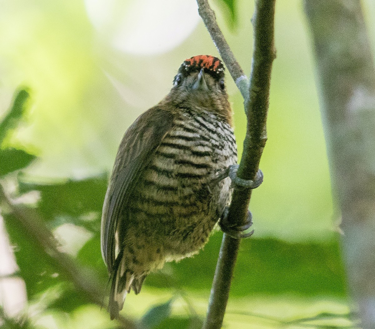 Ochre-collared Piculet - ML108297161