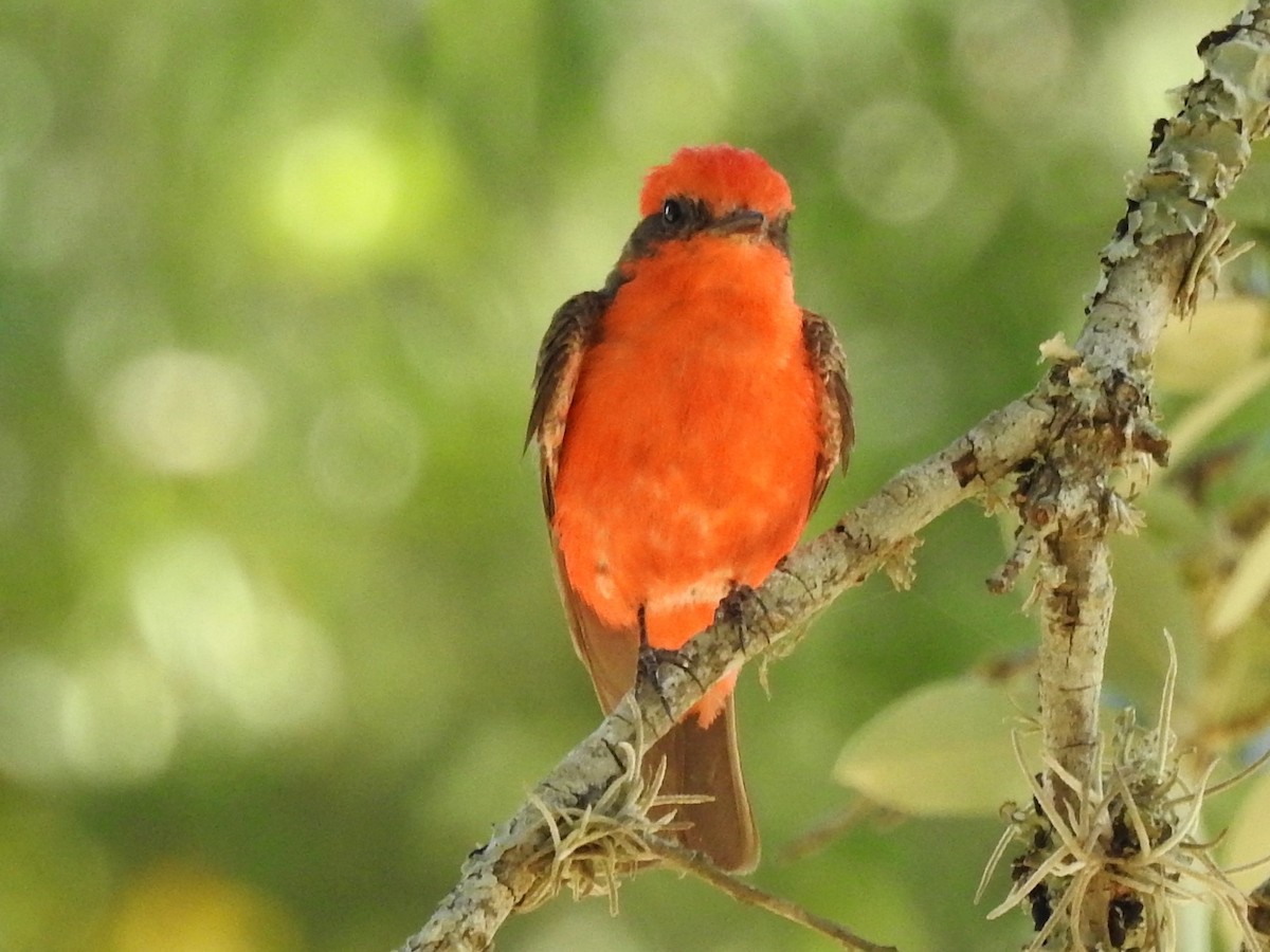 Vermilion Flycatcher - Pamela Goolsby