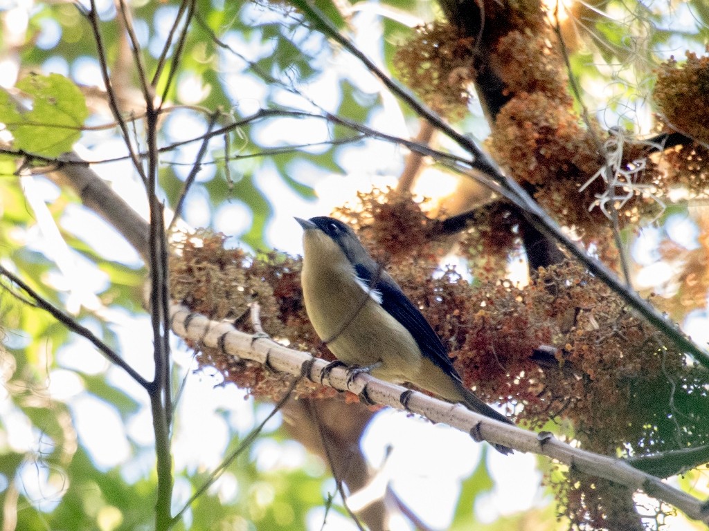 Black-goggled Tanager - Fernando  Jacobs