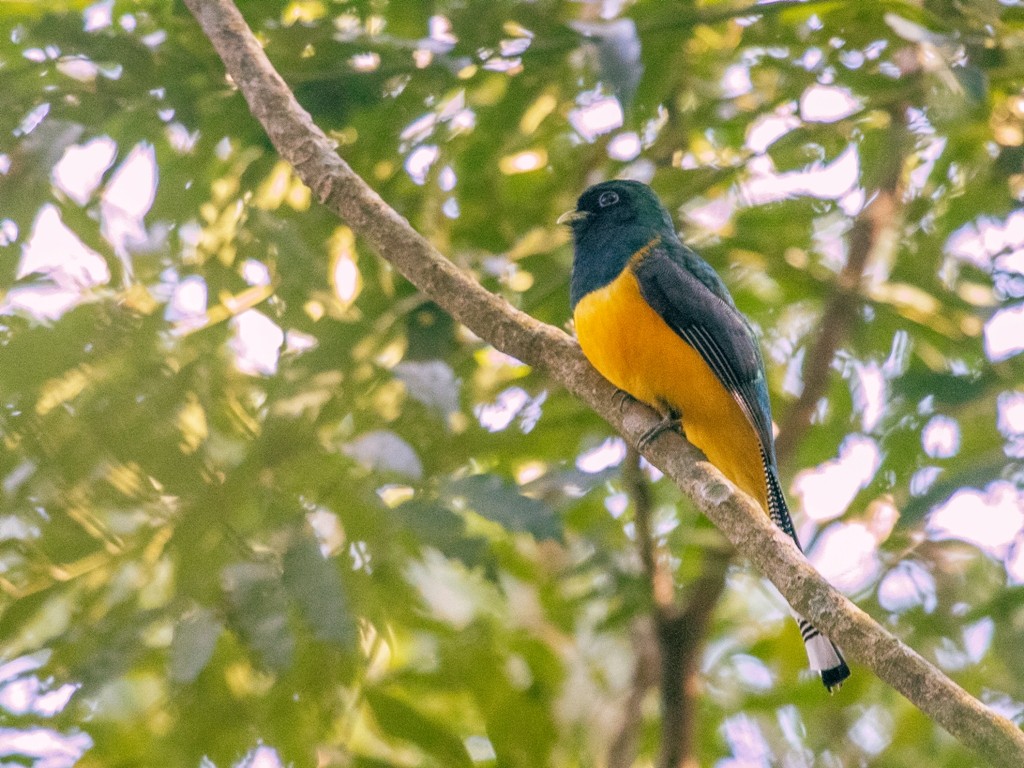 Atlantic Black-throated Trogon - ML108297831