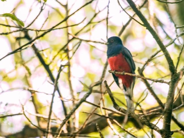 Surucua Trogon - ML108297851