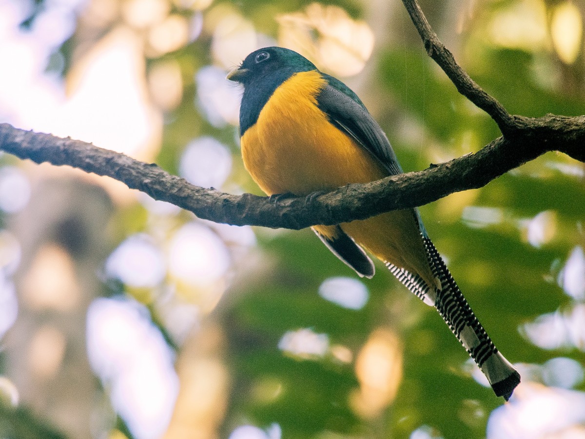 Atlantic Black-throated Trogon - ML108297991