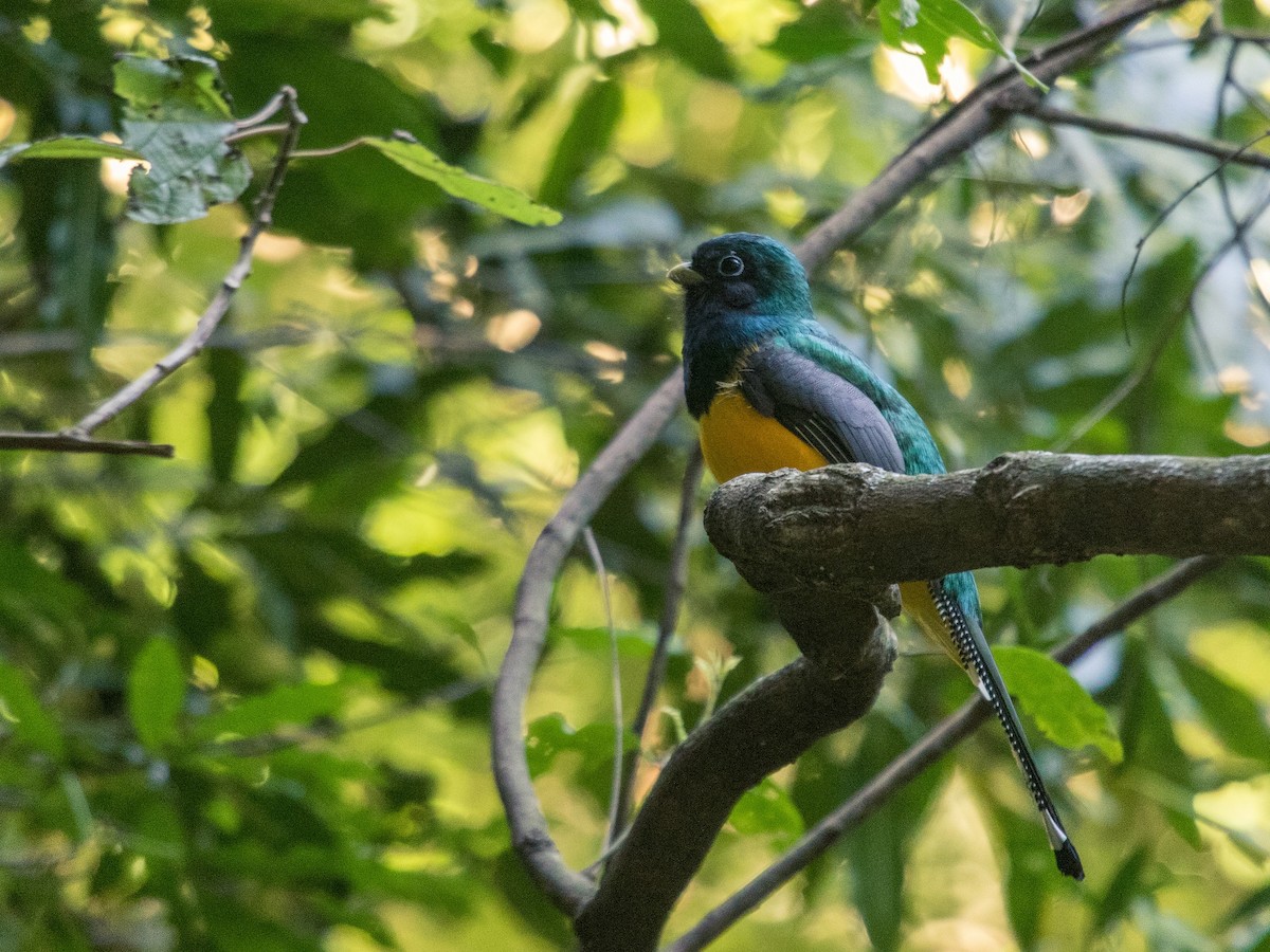 Atlantic Black-throated Trogon - ML108298011