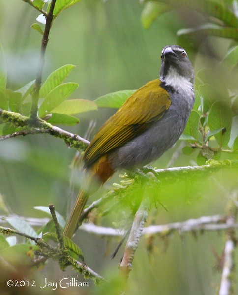 Black-headed Saltator - ML108298621
