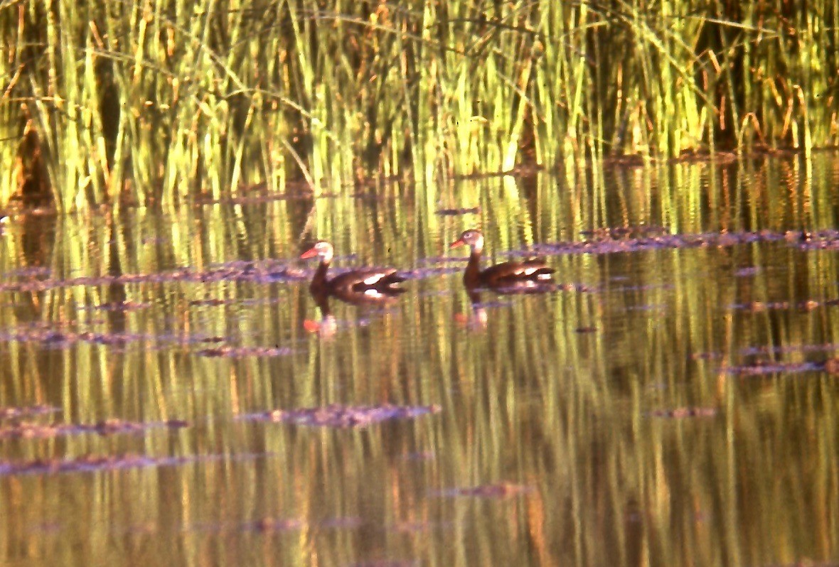 Black-bellied Whistling-Duck - ML108299581