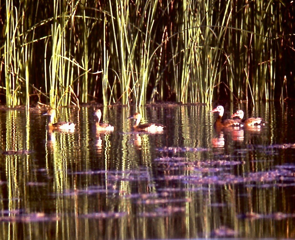 Black-bellied Whistling-Duck - ML108299591