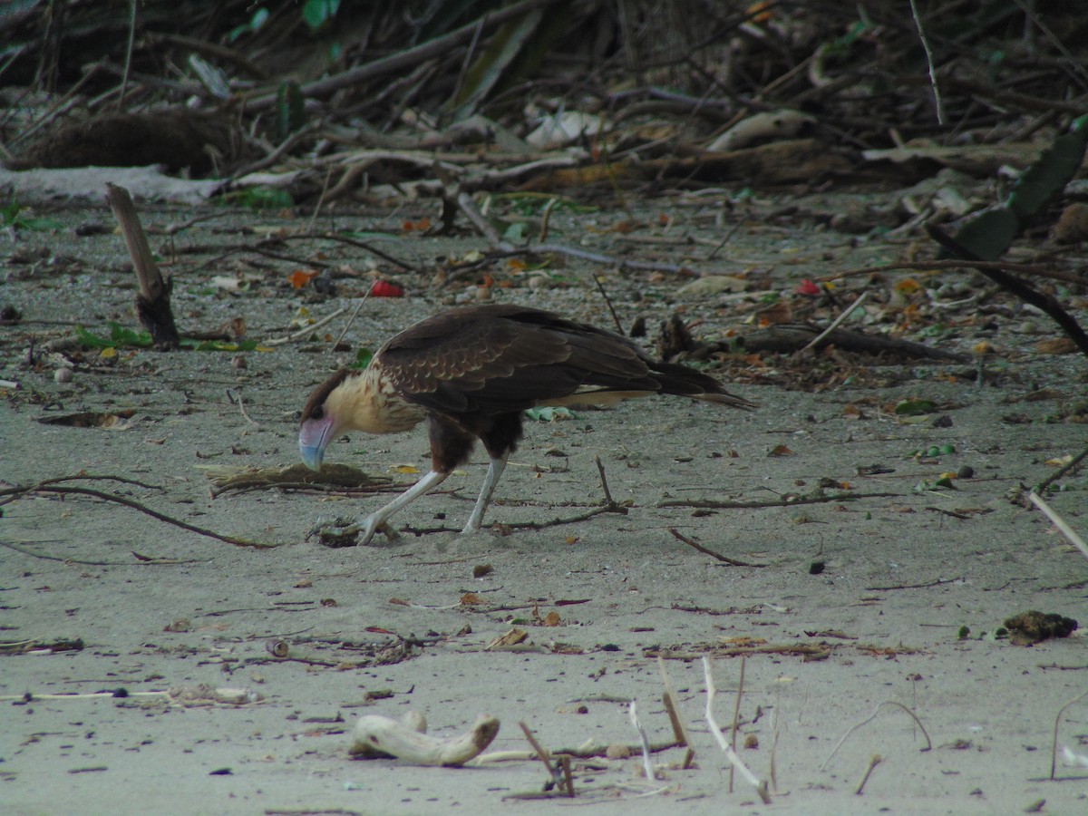 Crested Caracara (Northern) - Enrique Varela