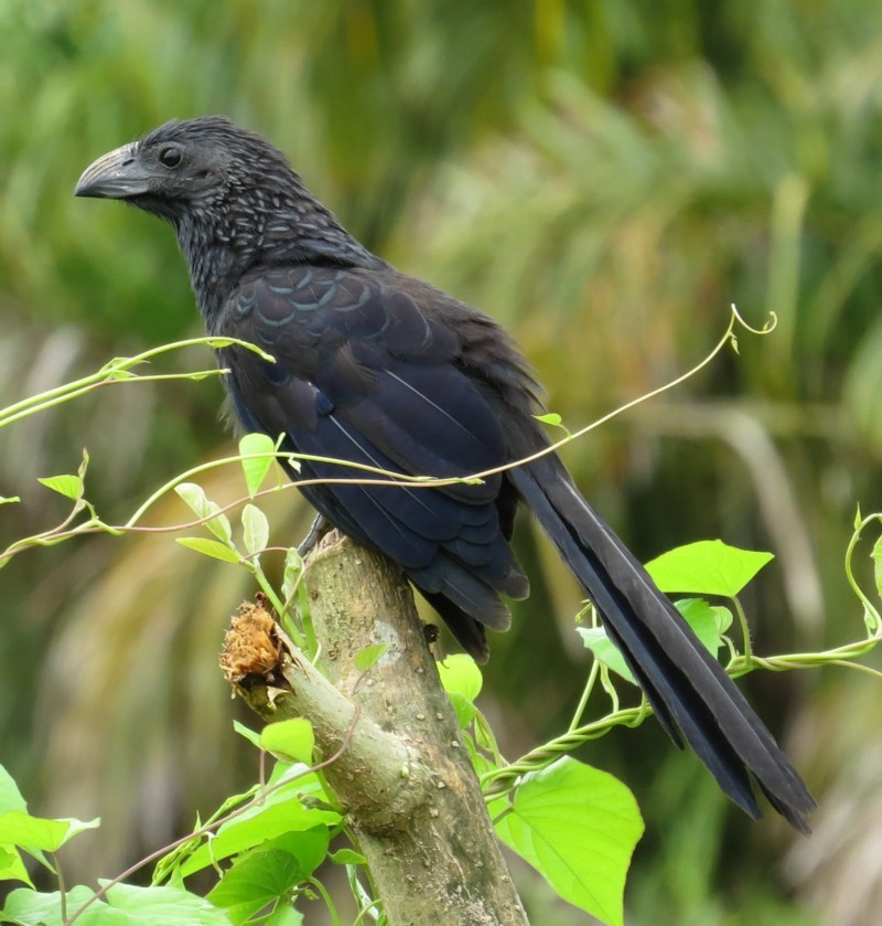 Groove-billed Ani - Mary Beth Stowe
