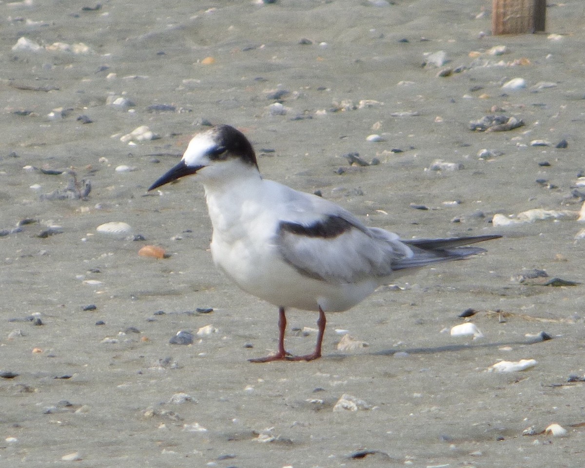 Common Tern - Scott Byrd