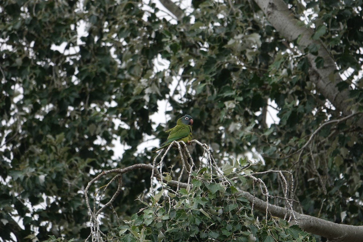 Blue-crowned Parakeet - ML108303701