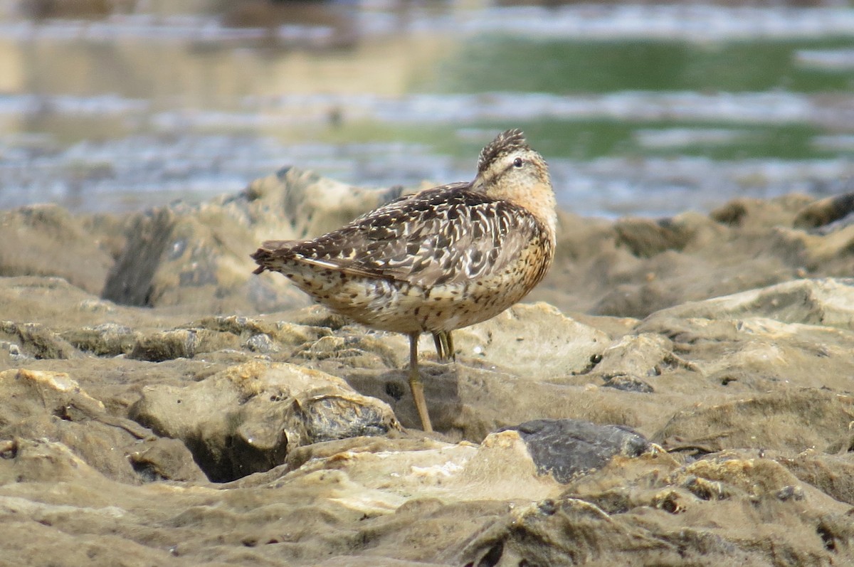 Short-billed Dowitcher - ML108306971