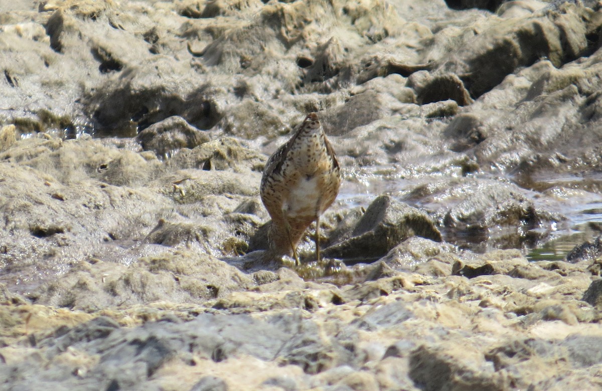 Short-billed Dowitcher - Lindsey Duval