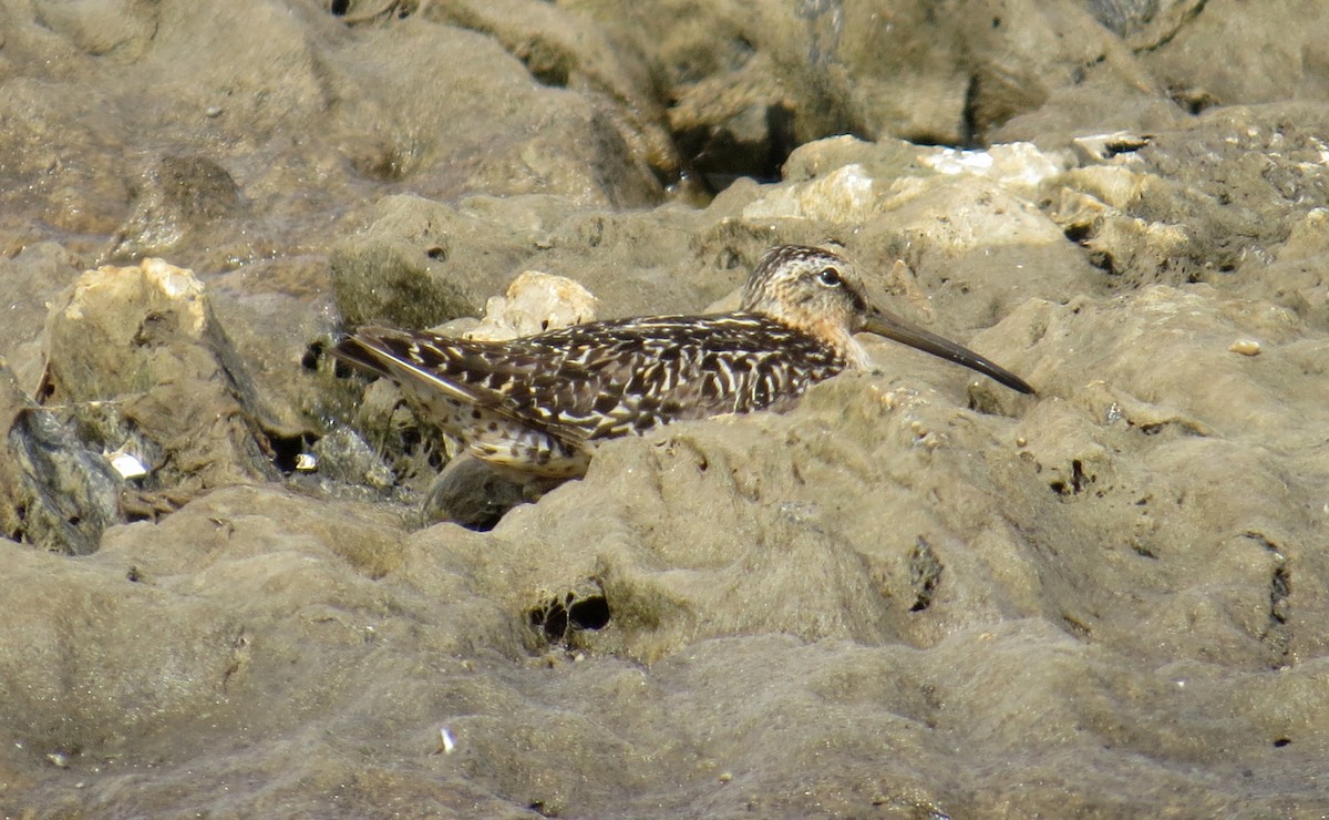 Short-billed Dowitcher - ML108306991