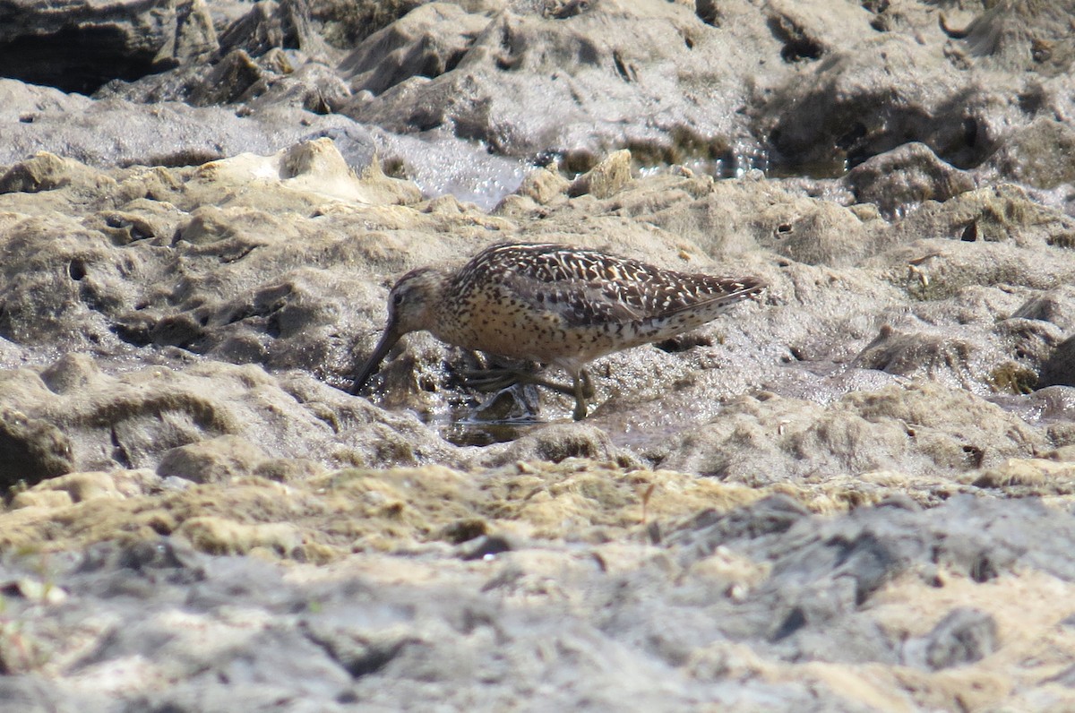 Short-billed Dowitcher - ML108307021