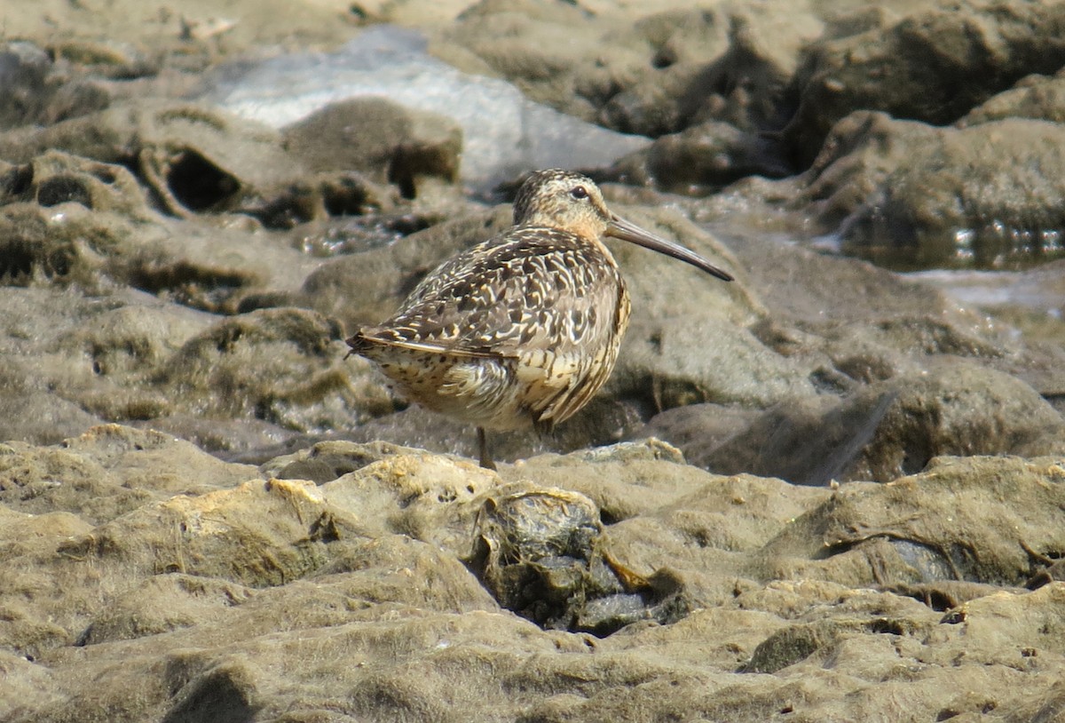 Short-billed Dowitcher - ML108307041