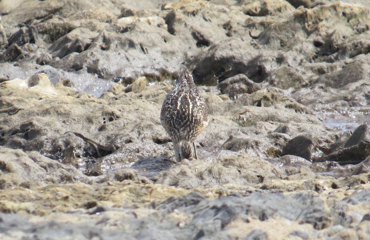 Short-billed Dowitcher - ML108307151