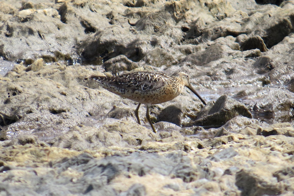 Short-billed Dowitcher - ML108307171