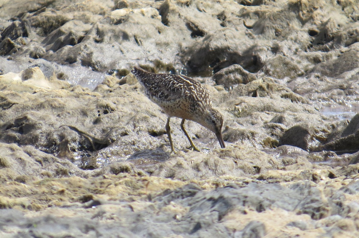 Short-billed Dowitcher - ML108307181