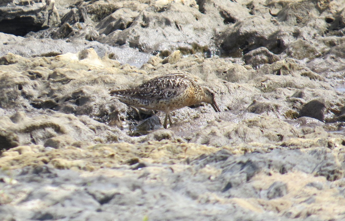 Short-billed Dowitcher - ML108307201