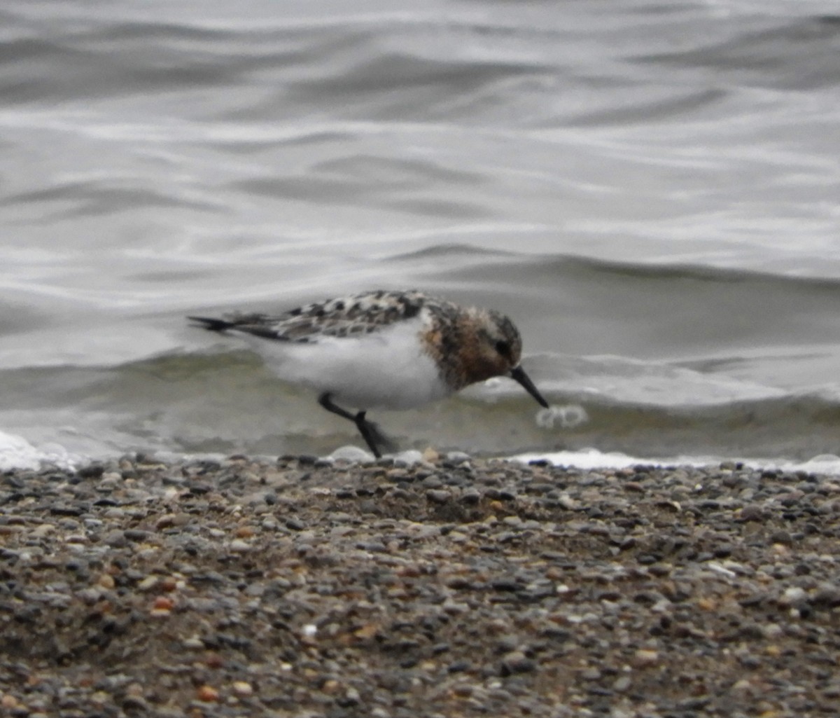 Sanderling - Ted Ossege