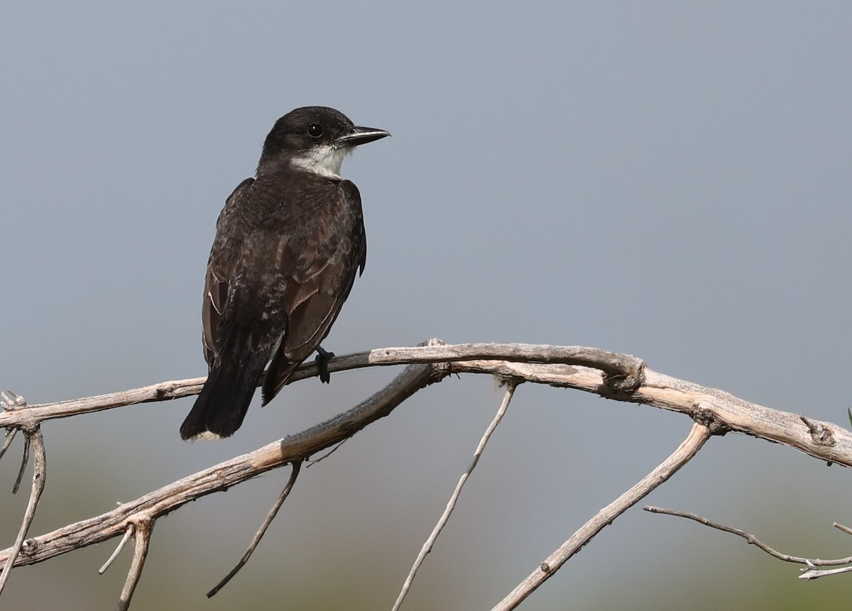 ML108310601 - Eastern Kingbird - Macaulay Library