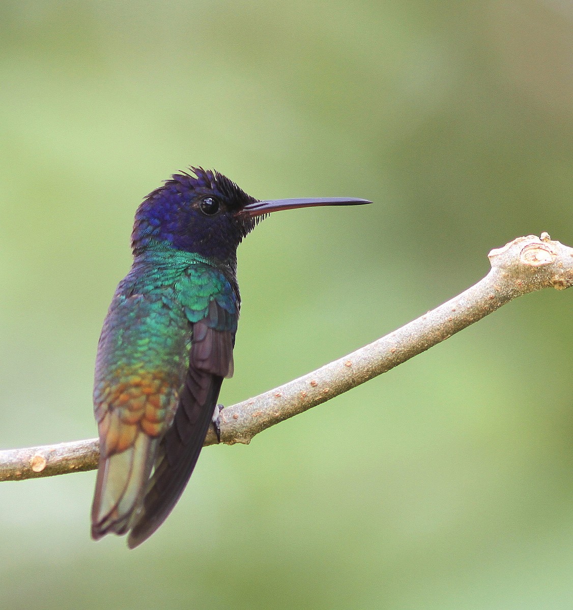 gyllenhalekolibri - ML108310901