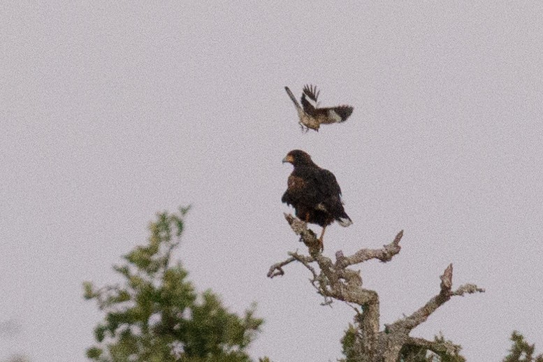 Harris's Hawk - ML108312451