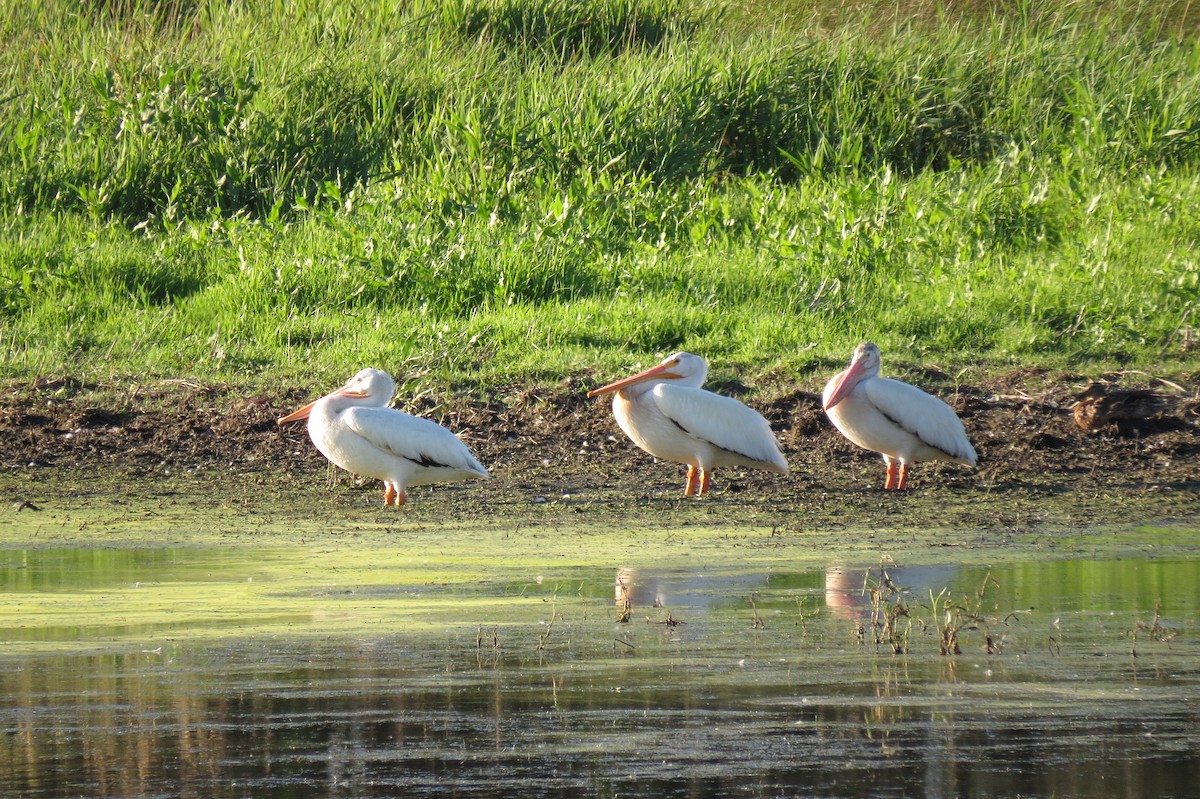 American White Pelican - ML108314831
