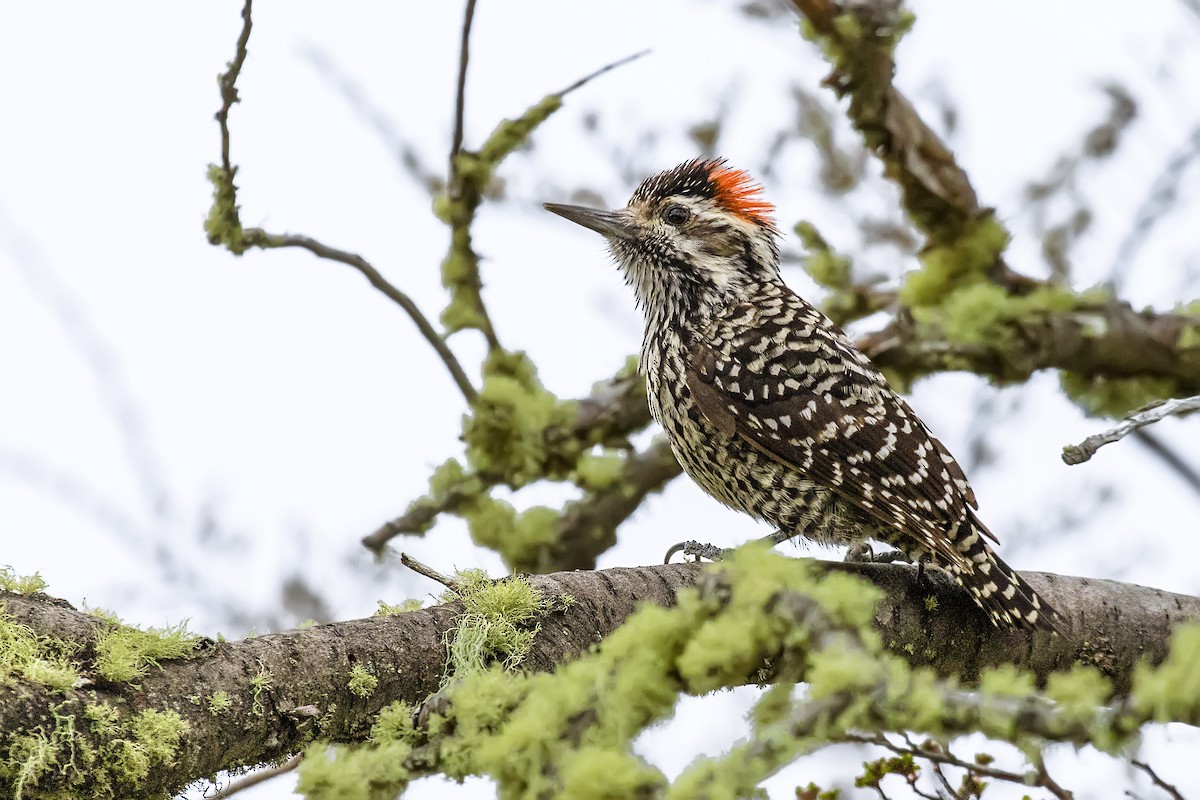 Striped Woodpecker - Pio Marshall