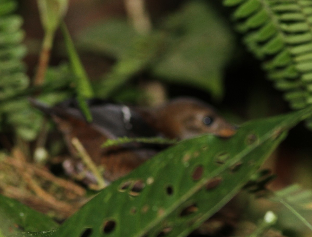 Wing-banded Wren - Guy Poisson