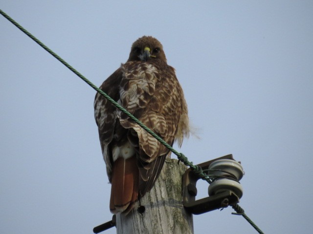 Rotschwanzbussard - ML108316651